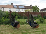 SX27004 Side view of two Peacocks display fanning feathers [Pavo cristatus] in garden.jpg